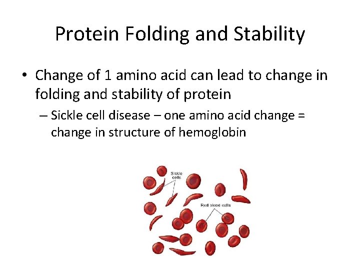 Protein Folding and Stability • Change of 1 amino acid can lead to change