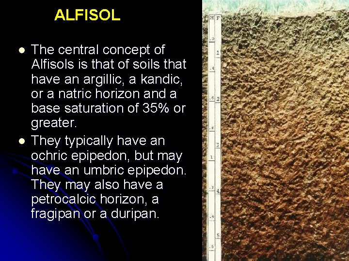 ALFISOL l l The central concept of Alfisols is that of soils that have