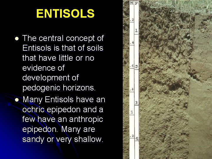 ENTISOLS l l The central concept of Entisols is that of soils that have