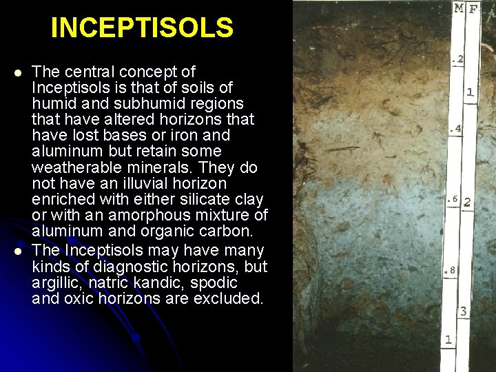 INCEPTISOLS l l The central concept of Inceptisols is that of soils of humid