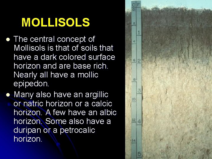 MOLLISOLS l l The central concept of Mollisols is that of soils that have