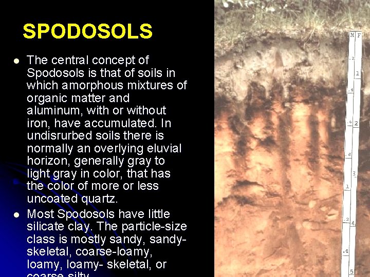 SPODOSOLS l l The central concept of Spodosols is that of soils in which