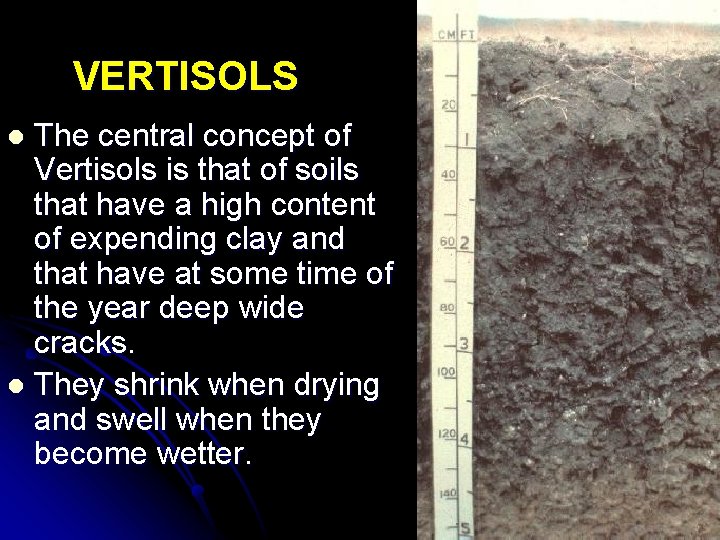VERTISOLS The central concept of Vertisols is that of soils that have a high
