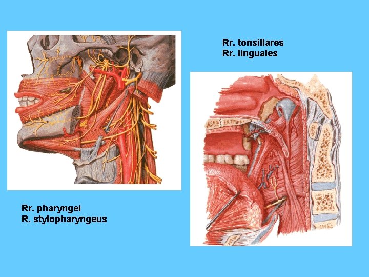 Rr. tonsillares Rr. linguales Rr. pharyngei R. stylopharyngeus 