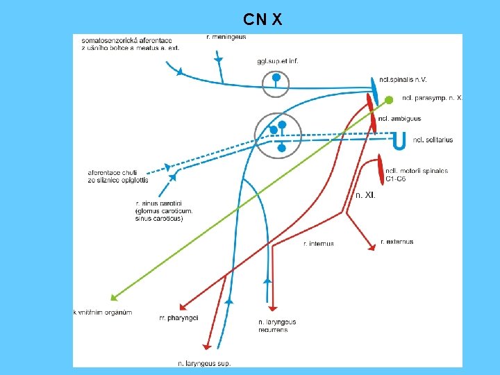 CN X 