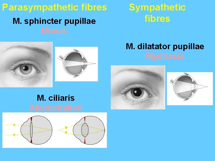 Parasympathetic fibres M. sphincter pupillae Miosis Sympathetic fibres M. dilatator pupillae Mydriasis M. ciliaris
