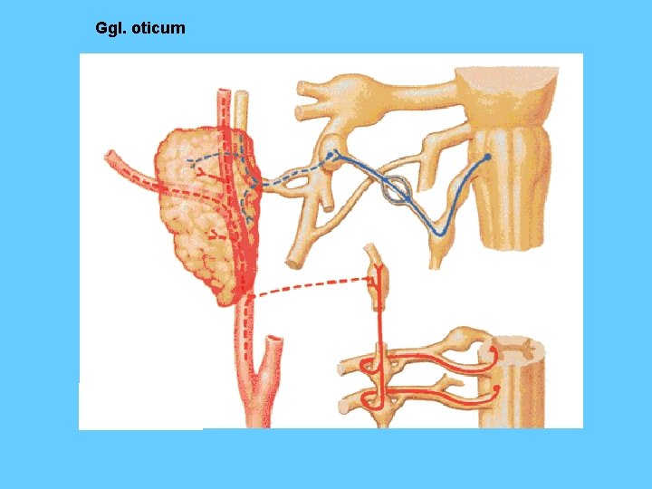 Ggl. oticum 