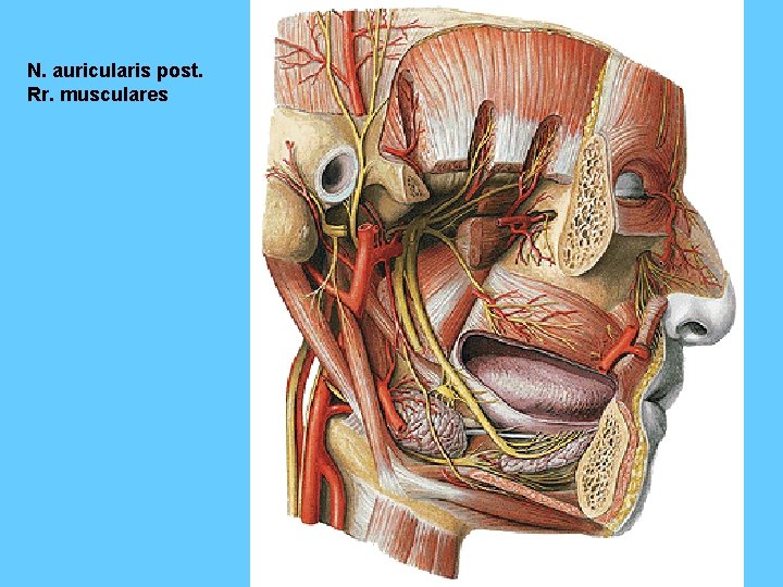 N. auricularis post. Rr. musculares 