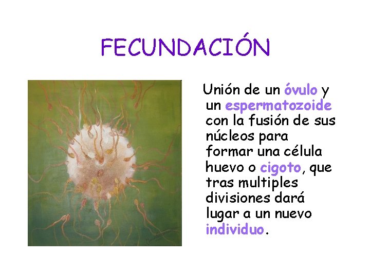 FECUNDACIÓN Unión de un óvulo y un espermatozoide con la fusión de sus núcleos