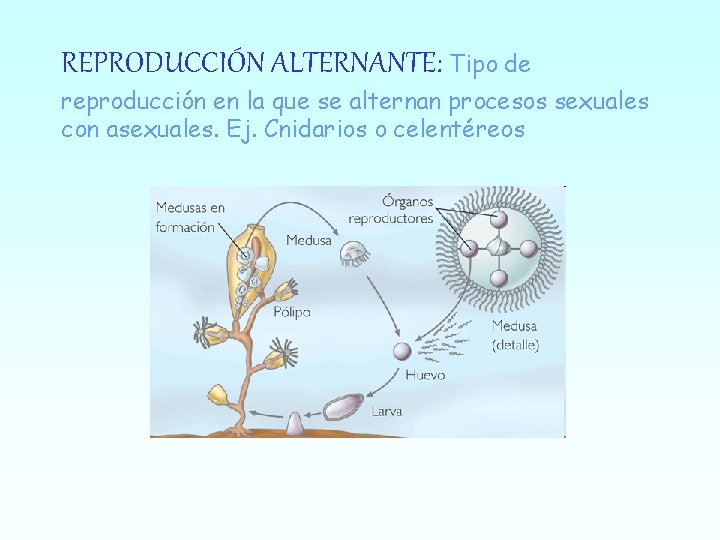 REPRODUCCIÓN ALTERNANTE: Tipo de reproducción en la que se alternan procesos sexuales con asexuales.