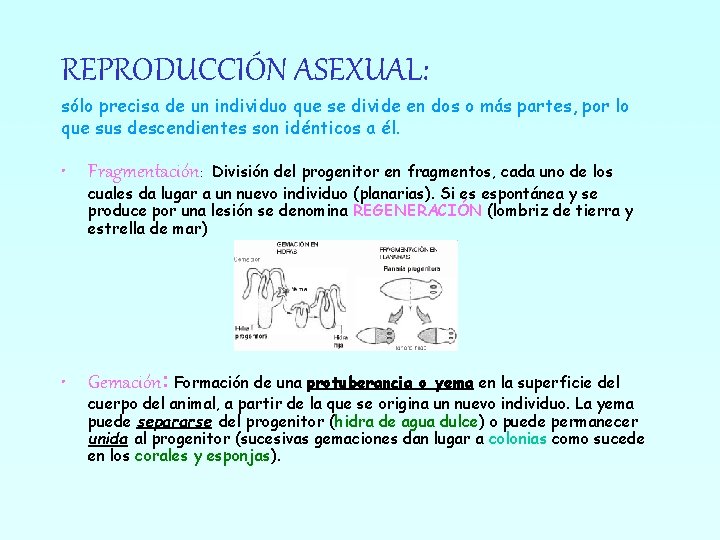 REPRODUCCIÓN ASEXUAL: sólo precisa de un individuo que se divide en dos o más