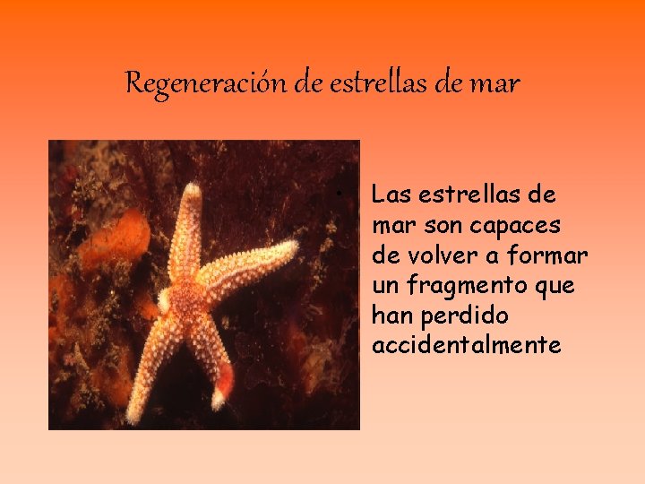 Regeneración de estrellas de mar • Las estrellas de mar son capaces de volver