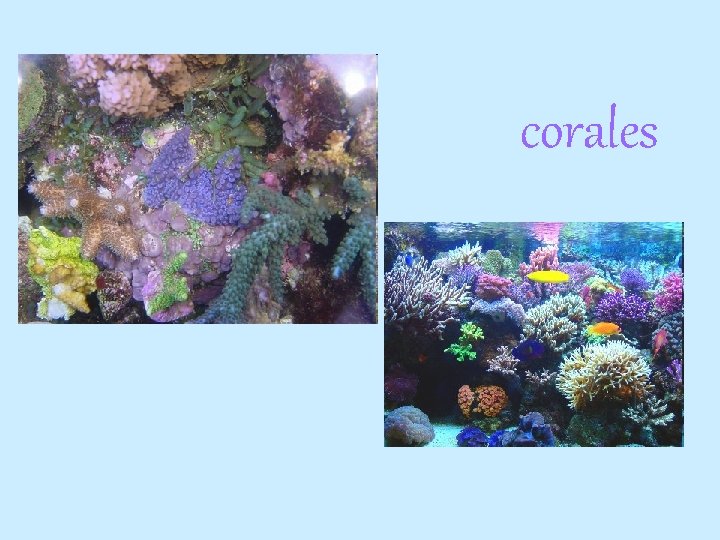 corales 