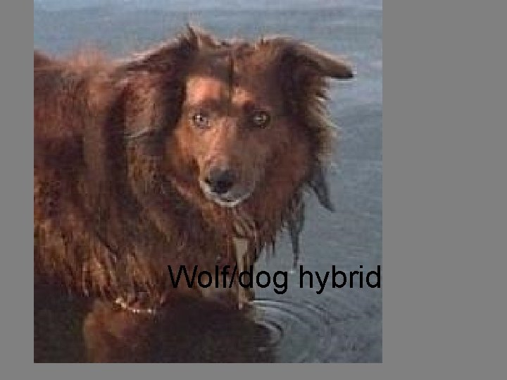 Wolf/dog hybrid 