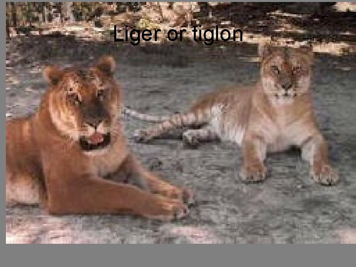 Liger or tiglon 