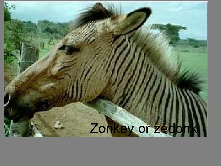 Zonkey or zedonk 