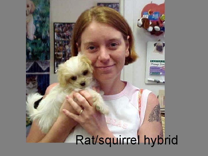 Rat/squirrel hybrid 