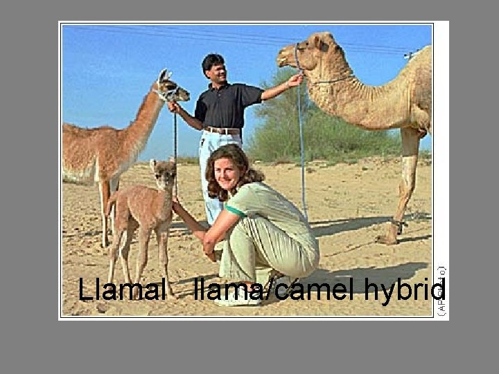 Llamal llama/camel hybrid 