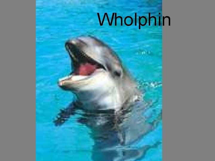 Wholphin 