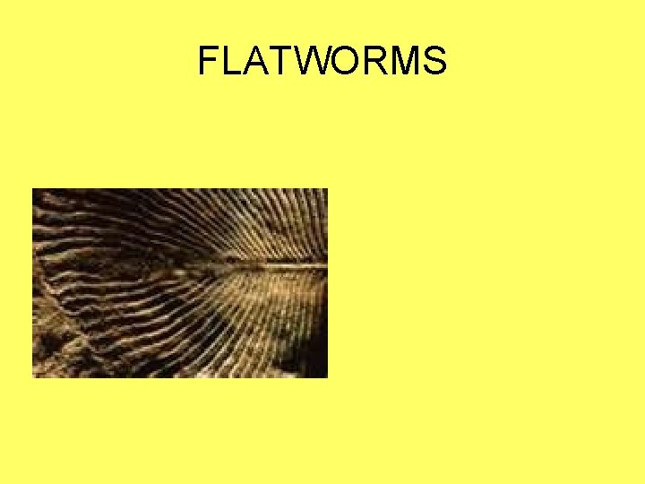 FLATWORMS 