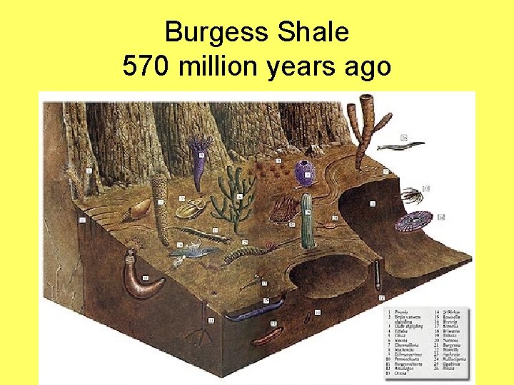 Burgess Shale 570 million years ago 