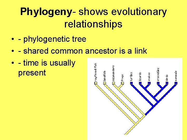 Phylogeny- shows evolutionary relationships • - phylogenetic tree • - shared common ancestor is