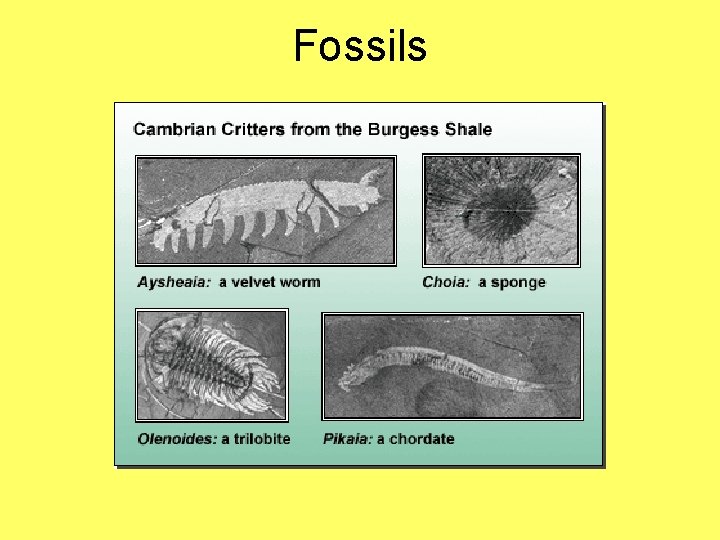 Fossils 