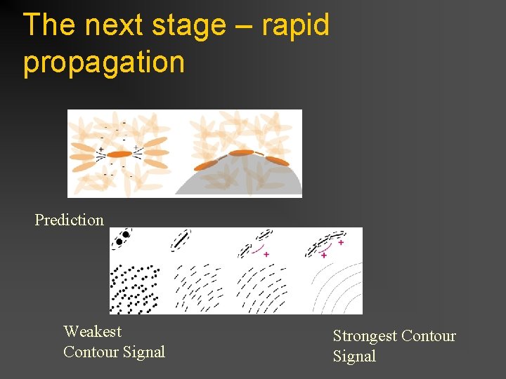 The next stage – rapid propagation Prediction Weakest Contour Signal Strongest Contour Signal 