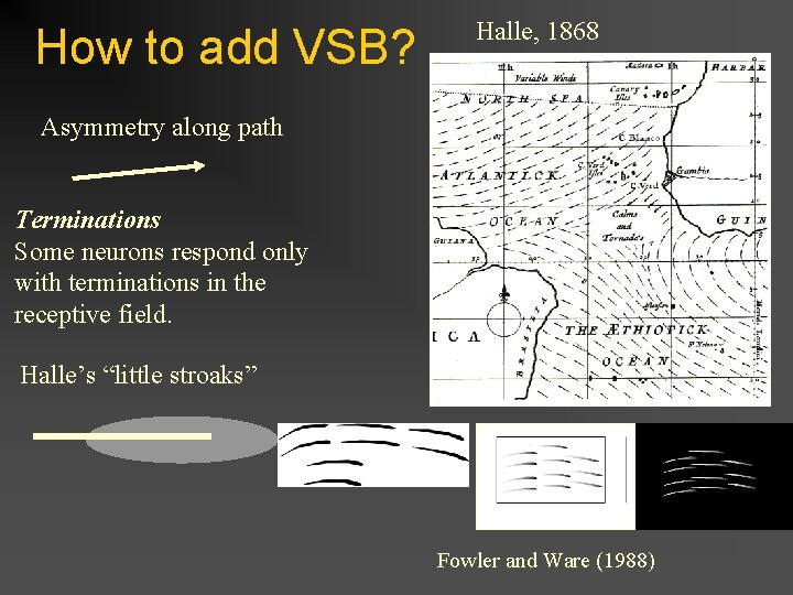 How to add VSB? Halle, 1868 Asymmetry along path Terminations Some neurons respond only