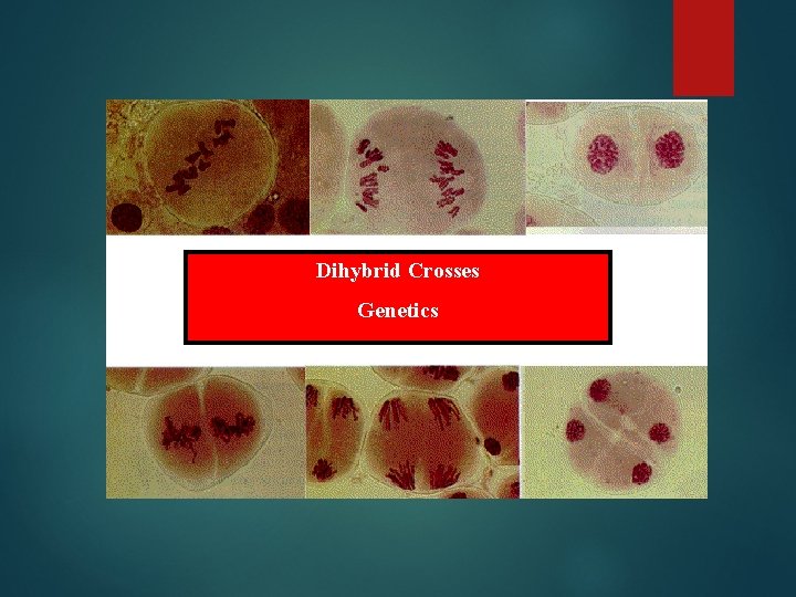 Dihybrid Crosses Genetics 
