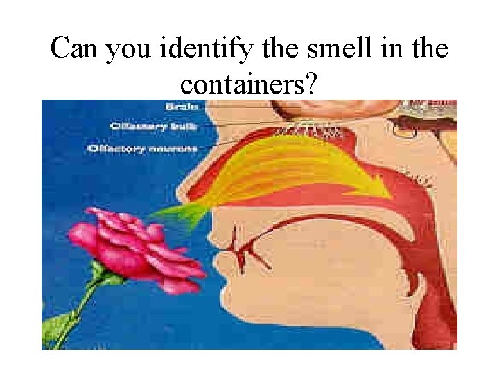 Can you identify the smell in the containers? 