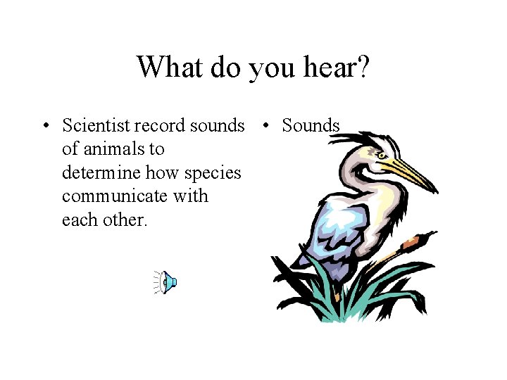 What do you hear? • Scientist record sounds • Sounds of animals to determine