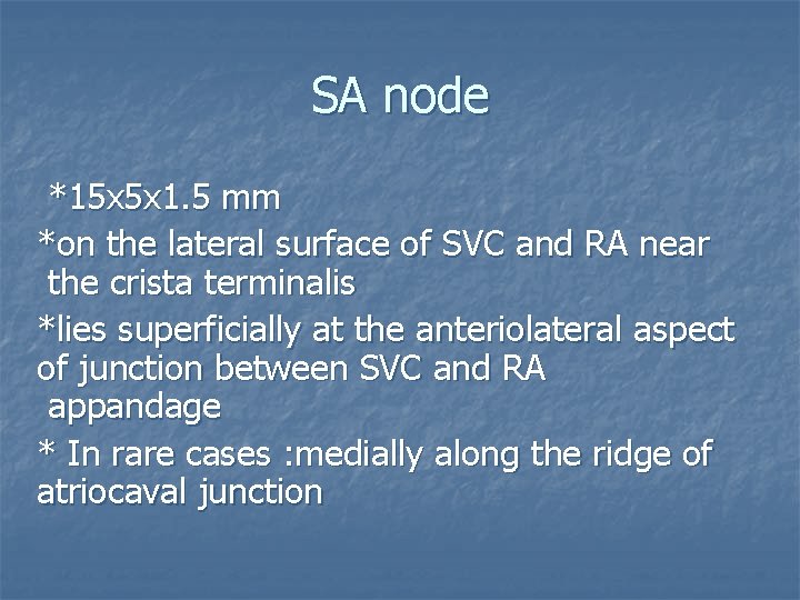 SA node *15 x 5 x 1. 5 mm *on the lateral surface of