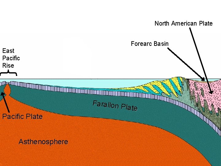 North American Plate East Pacific Rise Pacific Plate Asthenosphere Forearc Basin Farallon P late