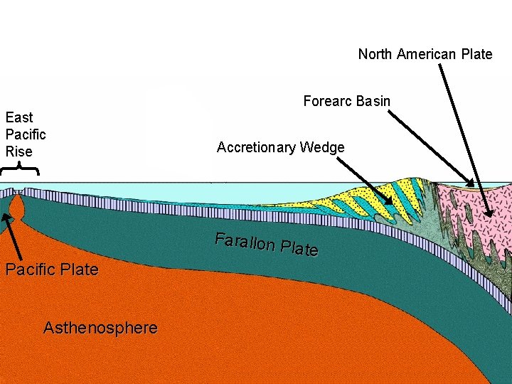 North American Plate East Pacific Rise Pacific Plate Asthenosphere Forearc Basin Accretionary Wedge Farallon