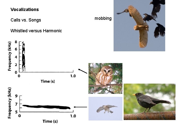 Vocalizations Calls vs. Songs Whistled versus Harmonic mobbing 