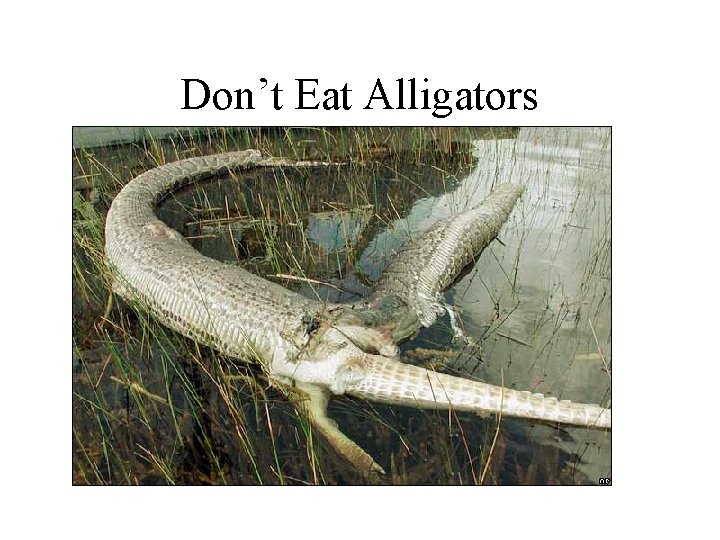 Don’t Eat Alligators 