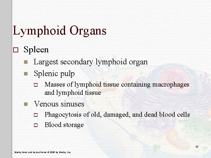 Lymphoid Organs o Spleen n n Largest secondary lymphoid organ Splenic pulp o n