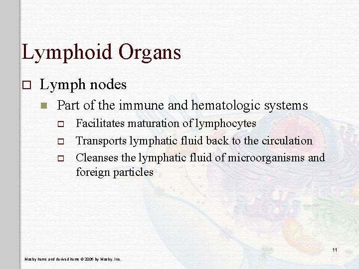 Lymphoid Organs o Lymph nodes n Part of the immune and hematologic systems o