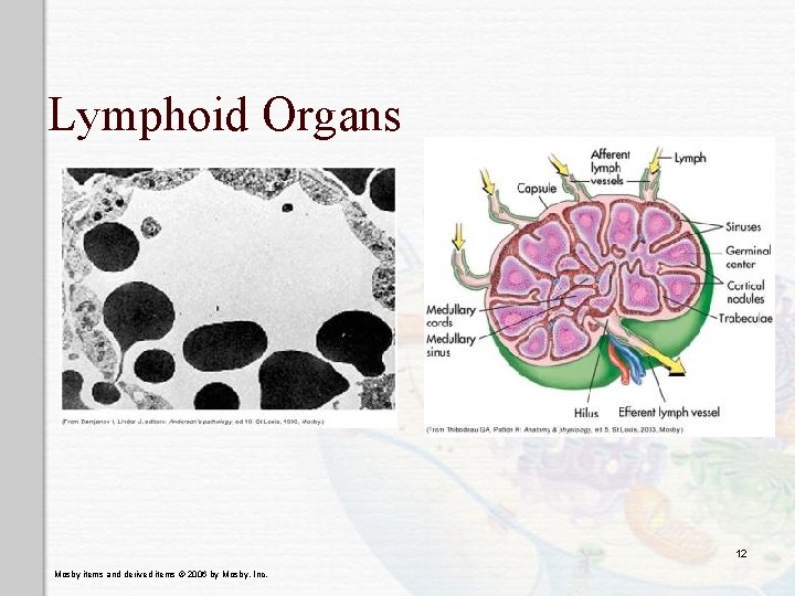 Lymphoid Organs 12 Mosby items and derived items © 2006 by Mosby, Inc. 