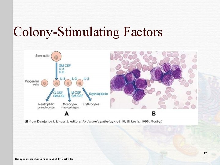 Colony-Stimulating Factors 17 Mosby items and derived items © 2006 by Mosby, Inc. 