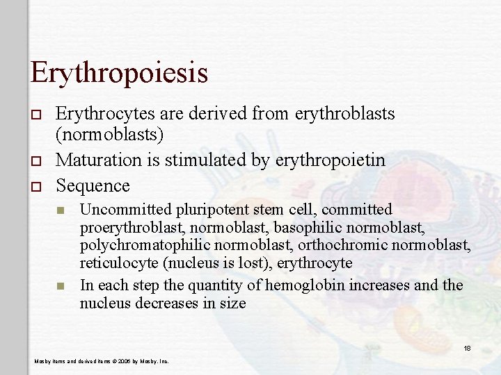 Erythropoiesis o o o Erythrocytes are derived from erythroblasts (normoblasts) Maturation is stimulated by