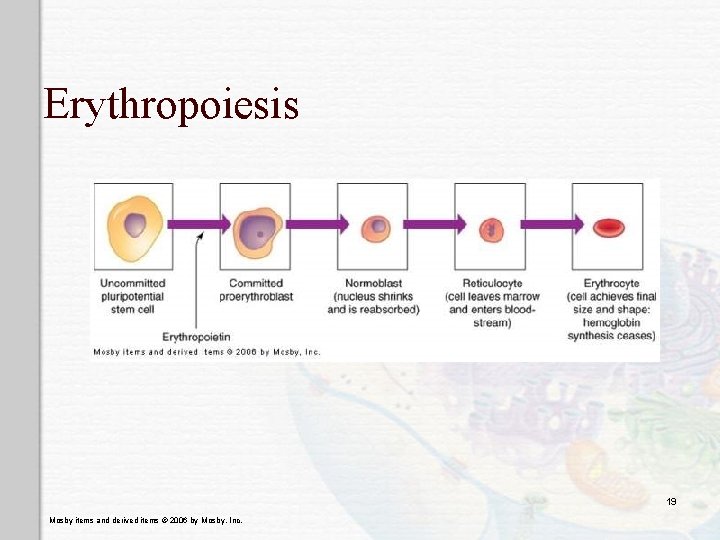 Erythropoiesis 19 Mosby items and derived items © 2006 by Mosby, Inc. 
