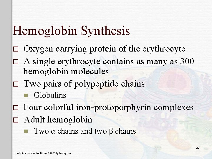 Hemoglobin Synthesis o o o Oxygen carrying protein of the erythrocyte A single erythrocyte