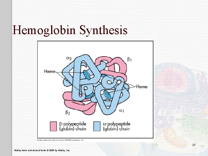 Hemoglobin Synthesis 21 Mosby items and derived items © 2006 by Mosby, Inc. 