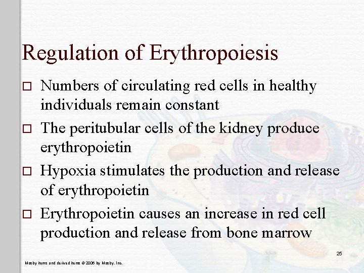Regulation of Erythropoiesis o o Numbers of circulating red cells in healthy individuals remain