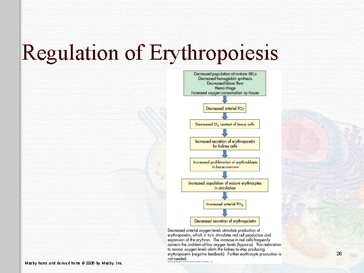 Regulation of Erythropoiesis 26 Mosby items and derived items © 2006 by Mosby, Inc.