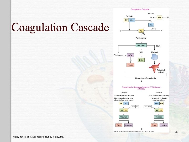 Coagulation Cascade 34 Mosby items and derived items © 2006 by Mosby, Inc. 
