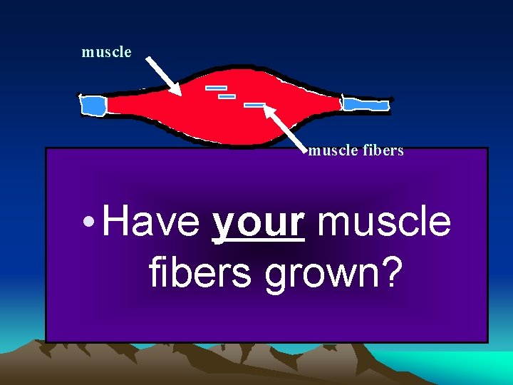 muscle fibers • Have your muscle fibers grown? 