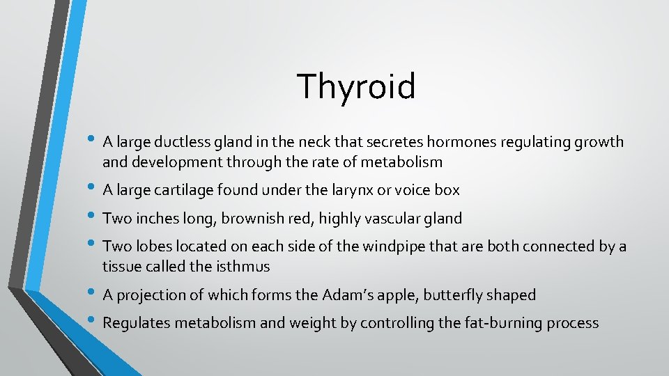 Thyroid • A large ductless gland in the neck that secretes hormones regulating growth